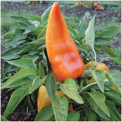 Paprika maďarská Feher - Capsicum annuum - semena - 20 ks