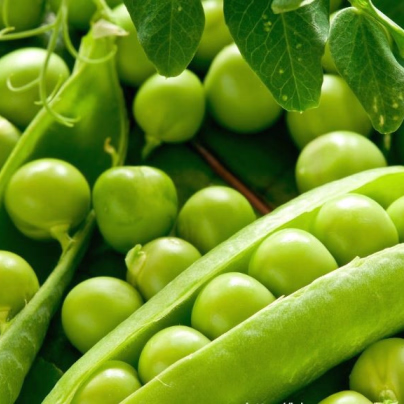 Hrách cukrový Hendriks - Pisum sativum - semena - 12 g