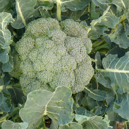 Brokolice Leonora - Brassica oleracea - semena - 100 ks