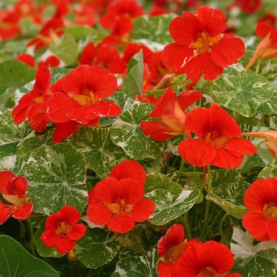 Kapucínka větší Scharlachglanz - Tropaeolum majus - semena - 7 ks