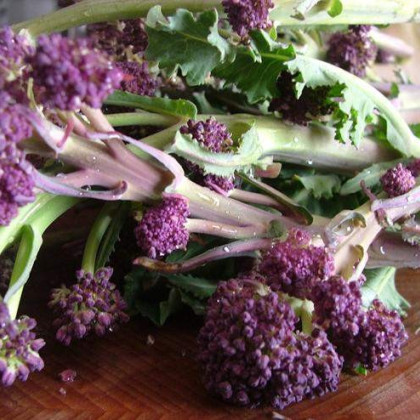 Brokolice raná fialová Rudolph - Brassica oleracea - semena - 30 ks