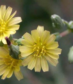 Locika kompasová - Lactuca serriola - semena - 10 ks