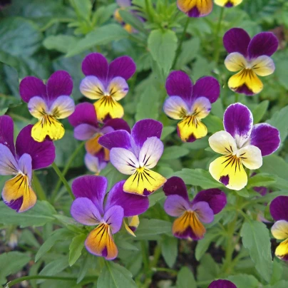 Violka rohatá směs Bambini - Viola cornuta - semena - 0,2 g