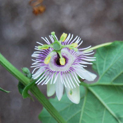 Mučenka morušolistá - Passiflora morifolia - semena - 4 ks