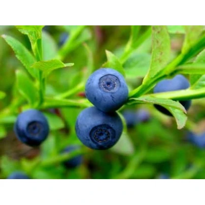 Borůvka černá - Vaccinium myrtillus - semena - 7 ks