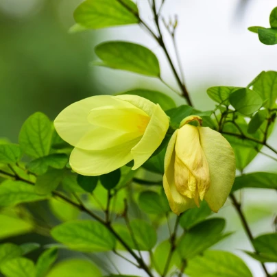 Bauhinie plstnatá - Bauhinia tomentosa - semena - 4 ks