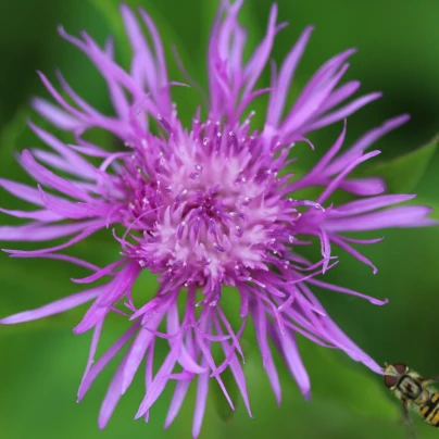 Chrpa čekánek - Centaurea scabiosa - semena - 50 ks