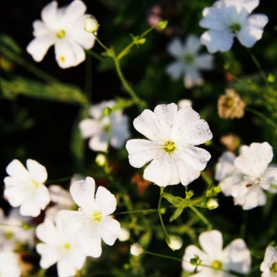 Šáter bílý elegantní - Gypsophila elegans - semena - 200 ks