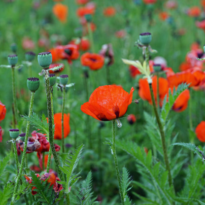 Mák východní Pizzicato- Papaver orientale - semena - 10 ks