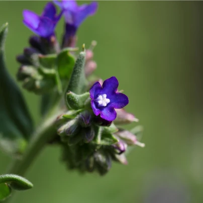 Pilát kapský - Anchusa capensis - semena - 10 ks