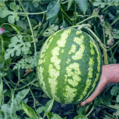 Meloun vodní Crimstar F1 - Citrullus lanatus - semena - 6 ks