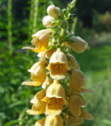 Náprstník žlutý - Digitalis lutea - semena - 60 ks