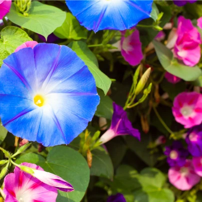 Povíjnice nachová směs barev - Ipomoea purpurea - semena - 25 ks