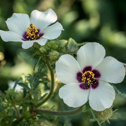 Ibišek trojdílný - Hibiscus trionum - semena - 5 ks