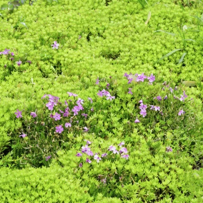 Huseník brvolistý Spring Charm - Arabis blepharophylla - semena - 30 ks