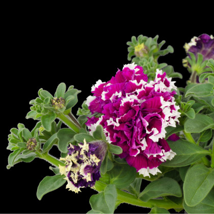 Petúnie velkokvětá Duplika F1 mix barev - Petunia grandiflora - semena - 20 ks