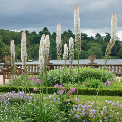 Liliochvostec himalájský - Eremurus himalaicus - cibuloviny - 1 ks