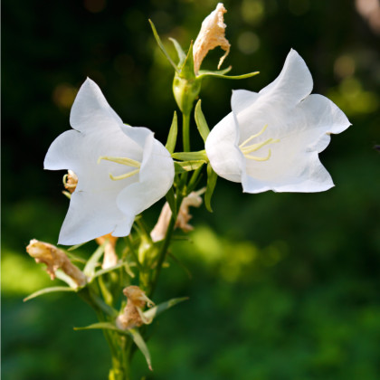 Zvonek broskvolistý bílý - Campanula persicifolia alba - semena - 0,02 g