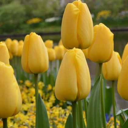 Tulipán Golden Parade - Tulipa - cibuloviny - 3 ks
