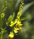 Komonice lékařská - Melilotus officinalis - semena - 30 ks