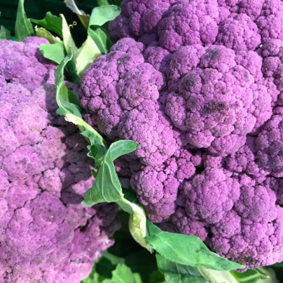 Květák Grafitti F1 - Brassica Oleracea L. Convar. Botrys - semena - 10 ks