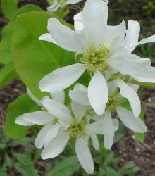 Muchovník olšolistý - Amelanchier alnifolia - semena - 7 ks