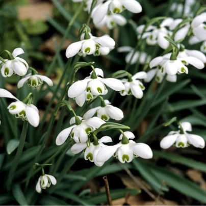 Sněženka plnokvětá - Galanthus nivalis double - cibuloviny - 3 ks