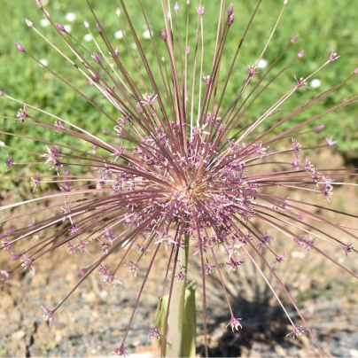 Česnek Schubertii - Allium Schubertii - cibuloviny - 3 ks