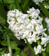 Hyacint White pearl - Hyacinthus orientalis - cibuloviny - 1 ks