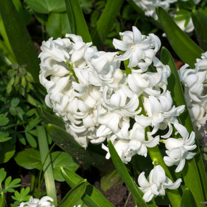 Hyacint White pearl - Hyacinthus orientalis - cibuloviny - 1 ks