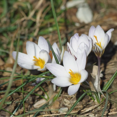 Krokus Miss Vain - Crocus Biflorus - cibuloviny - 3 ks