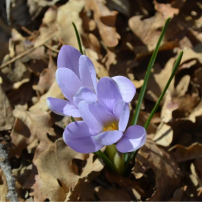 Krokus Zonatus - Crocus - cibuloviny - 3 ks