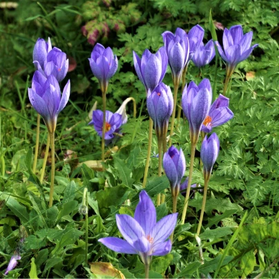 Krokus Specious - Crocus - cibuloviny - 3 ks