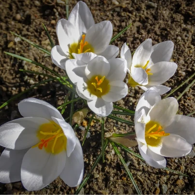 Krokus Ard Schenk - Crocus chrysanthus - cibuloviny - 3 ks