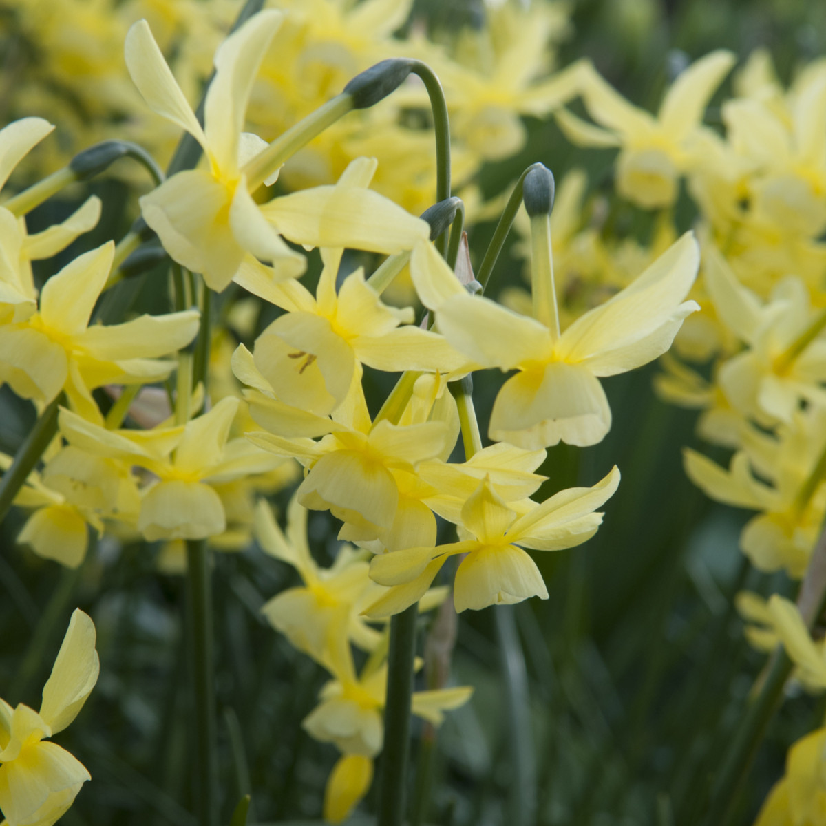 Narcis Hawera - Narcissus - cibuloviny - 3 ks