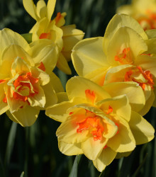 Narcis Tahiti - Narcissus L. - cibuloviny - 3 ks