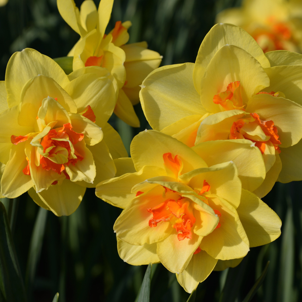 Narcis Tahiti - Narcissus L. - cibuloviny - 3 ks