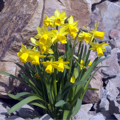 Narcis Tete a Tete - Narcissus L. - cibuloviny - 3 ks