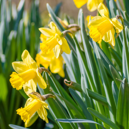 Narcis Barenwyn - Narcissus - cibuloviny - 3 ks
