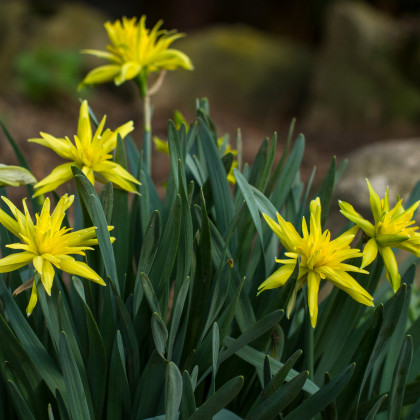 Mininarcis Rip van Winkle - Narcissus - cibuloviny - 3 ks