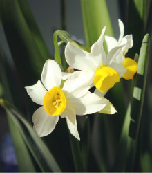 Narcis Canaliculatus - Narcissus - cibuloviny - 3 ks