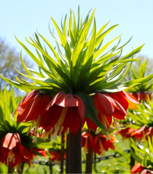Řebčík královský červený - Fritillaria rubra - cibuloviny - 1 ks