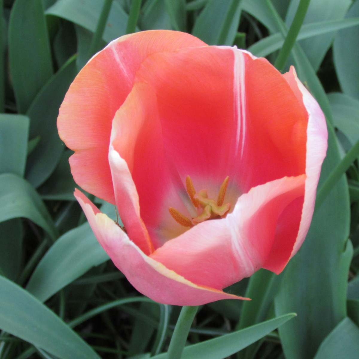 Tulipán Menton - Tulipa - cibuloviny - 3 ks