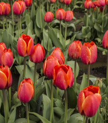 Tulipán červený Apeldoorn - Tulipa - cibuloviny - 3 ks