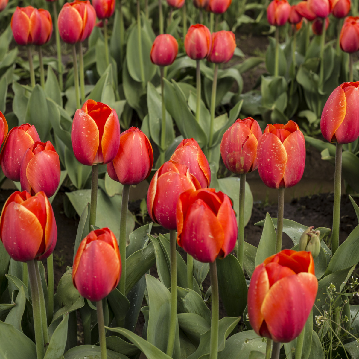 Tulipán červený Apeldoorn - Tulipa - cibuloviny - 3 ks