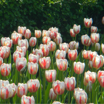 Tulipán Happy Generation - Tulipa - cibuloviny - 3 ks