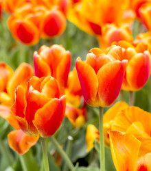 Tulipán Kees Nelis - Tulipa - cibuloviny - 3 ks
