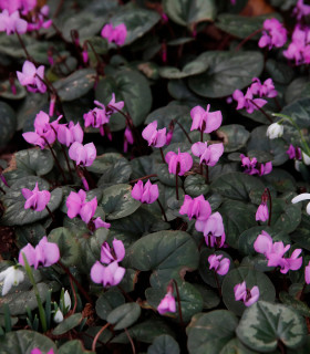 Brambořík jarní - Cyclamen coum - cibuloviny - 1 ks