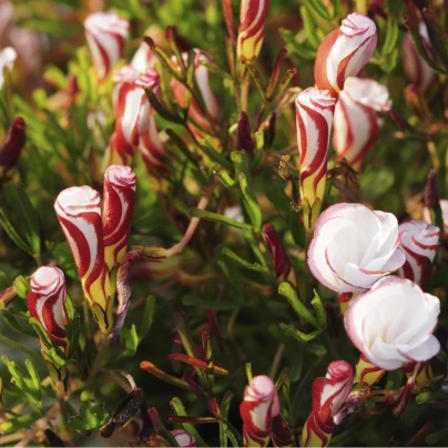 Šťavel dvoubarevný - Oxalis versicolor - cibuloviny - 1 ks