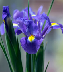 Kosatec Fialová senzace - Iris hollandica - cibuloviny - 3 ks